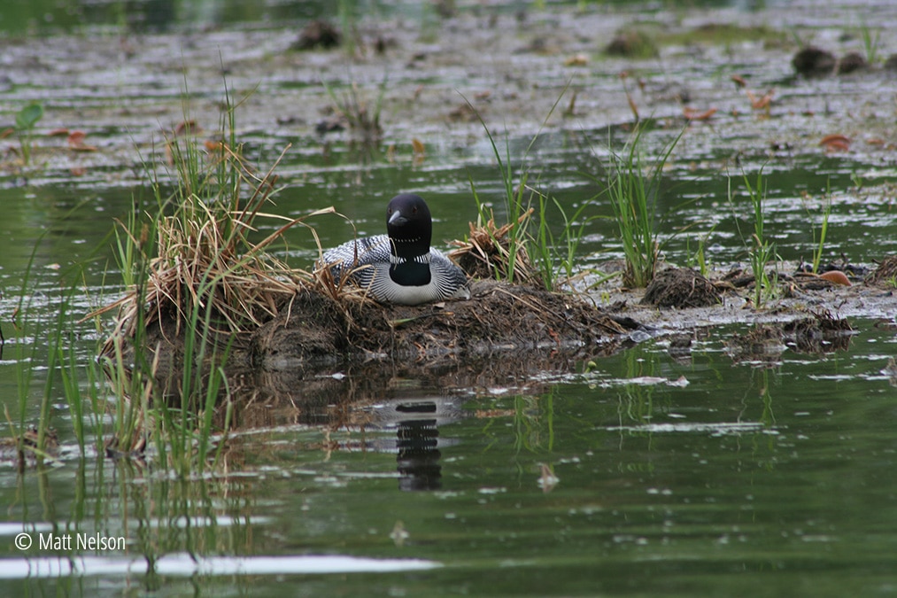 The Loon Ranger