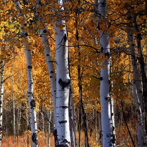 Lodging in Silver Bay, Little Marais & Finland, MN