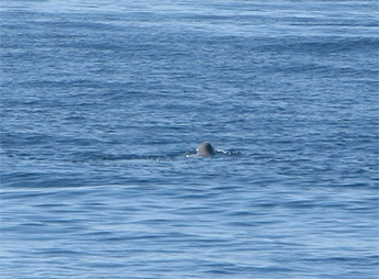whale near big bay lake superior's north shore