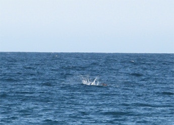whale splash lake superior