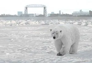Brighton-Beach-Bear