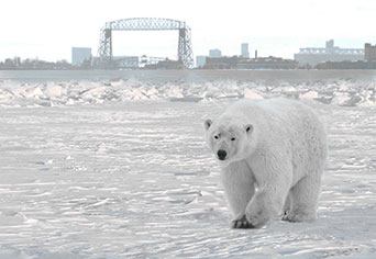 Brighton Beach Near Duluth North S Visitor Brighton Beach Bear