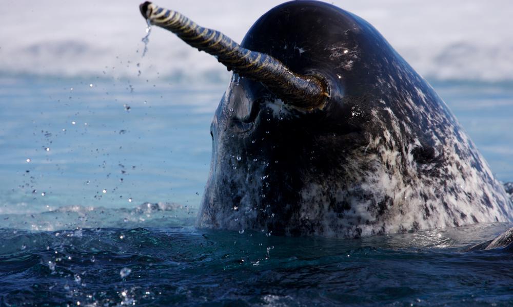 narwahl with corkscrew tusk rises from water