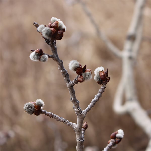 Spring Equinox
