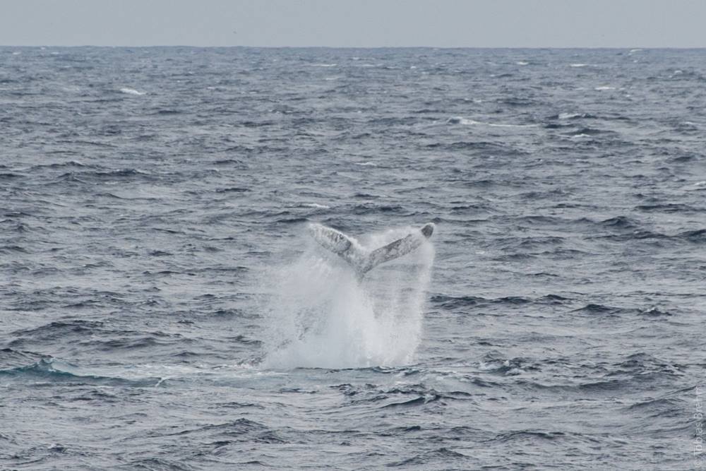 whale tail on a grey day in choppy lake superior waters