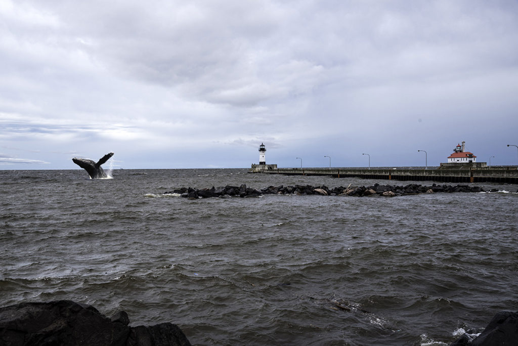 whale breaches near duluth ship canal