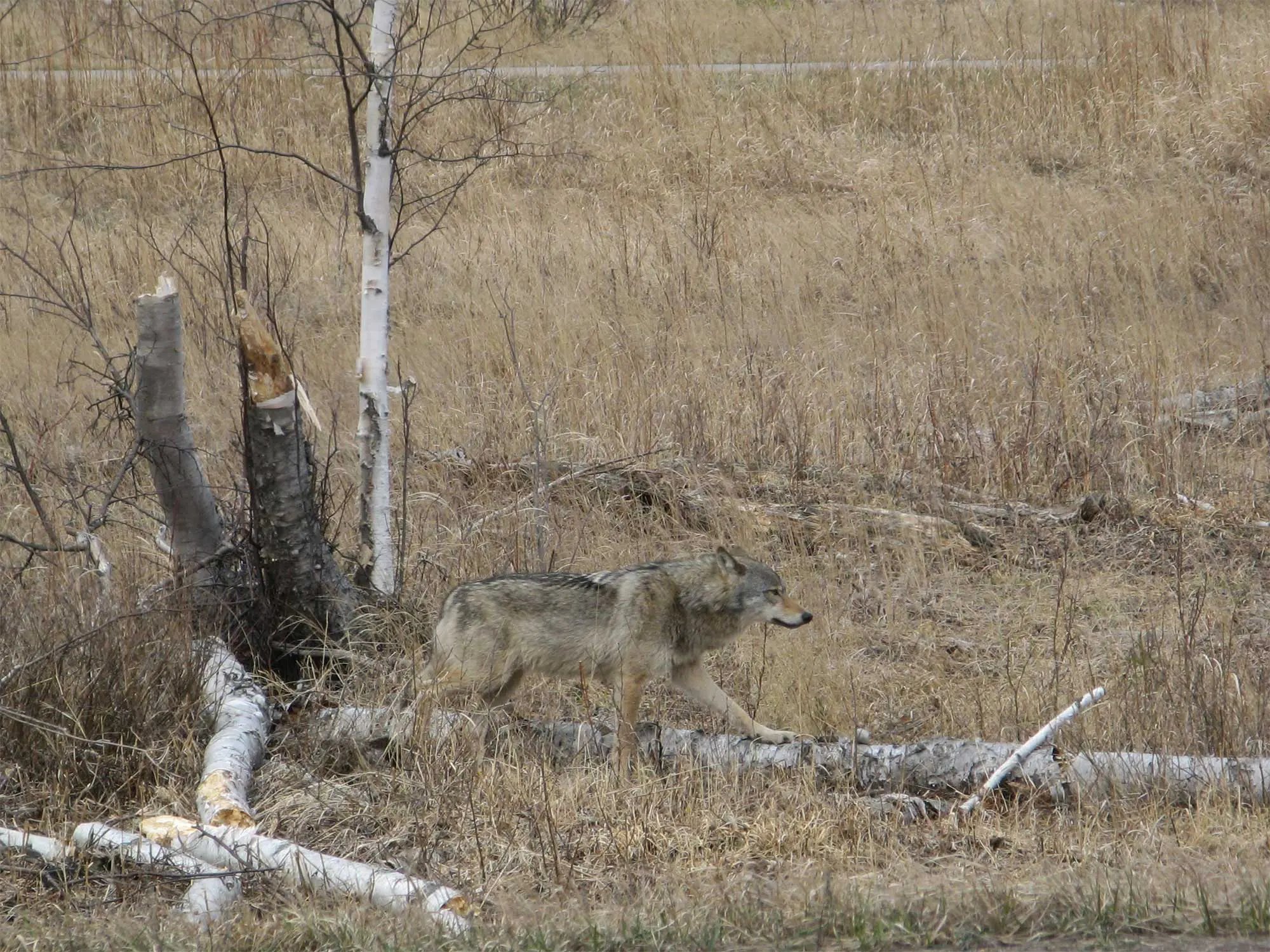 Visitor Guide to Minnesota's North Shore of Lake Superior