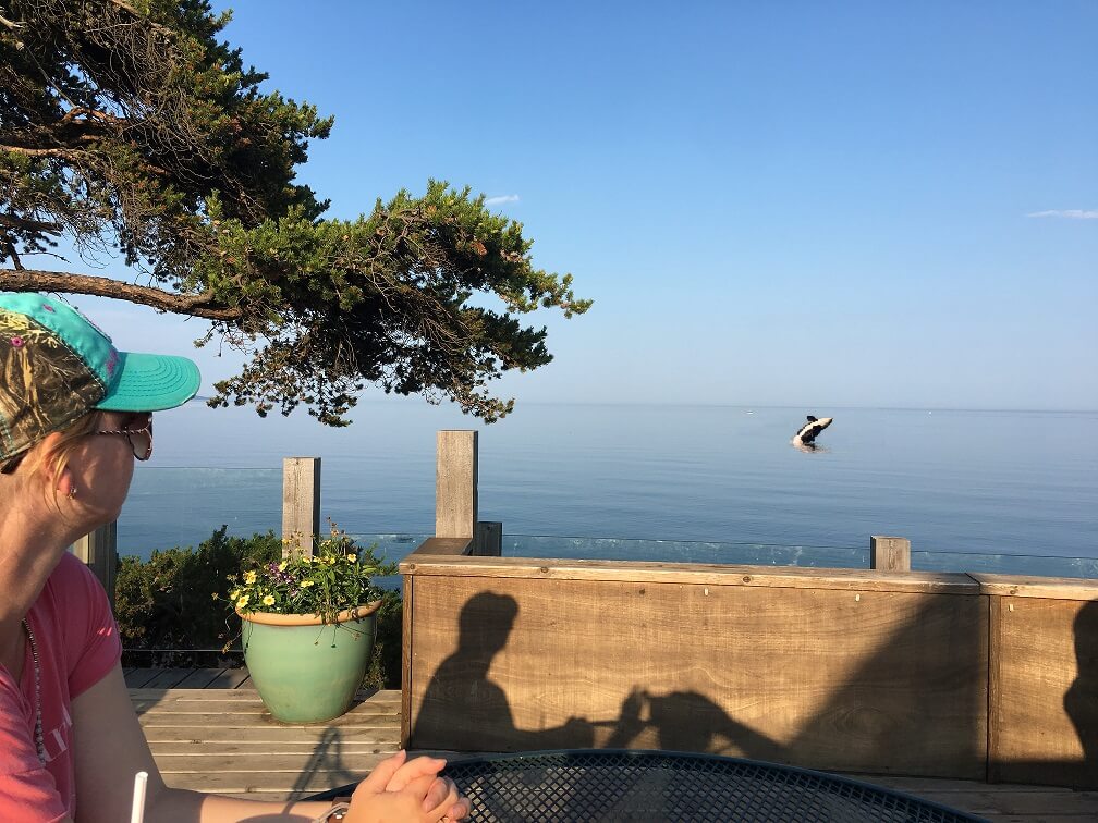 visitor watching whale breaching in calm waters of east bay lake superior in grand marais