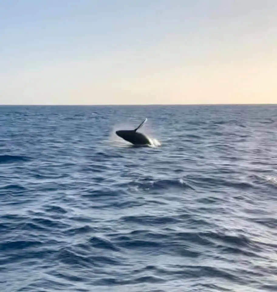 baby whale breaching on lake superior