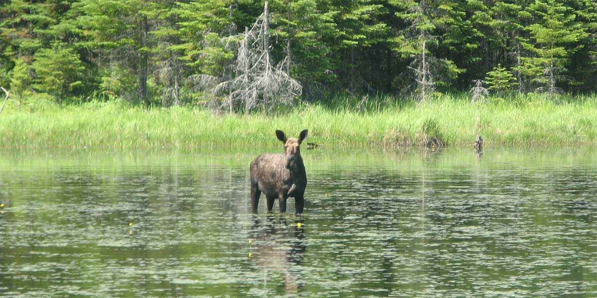 cow moose knee deep in north shore pond