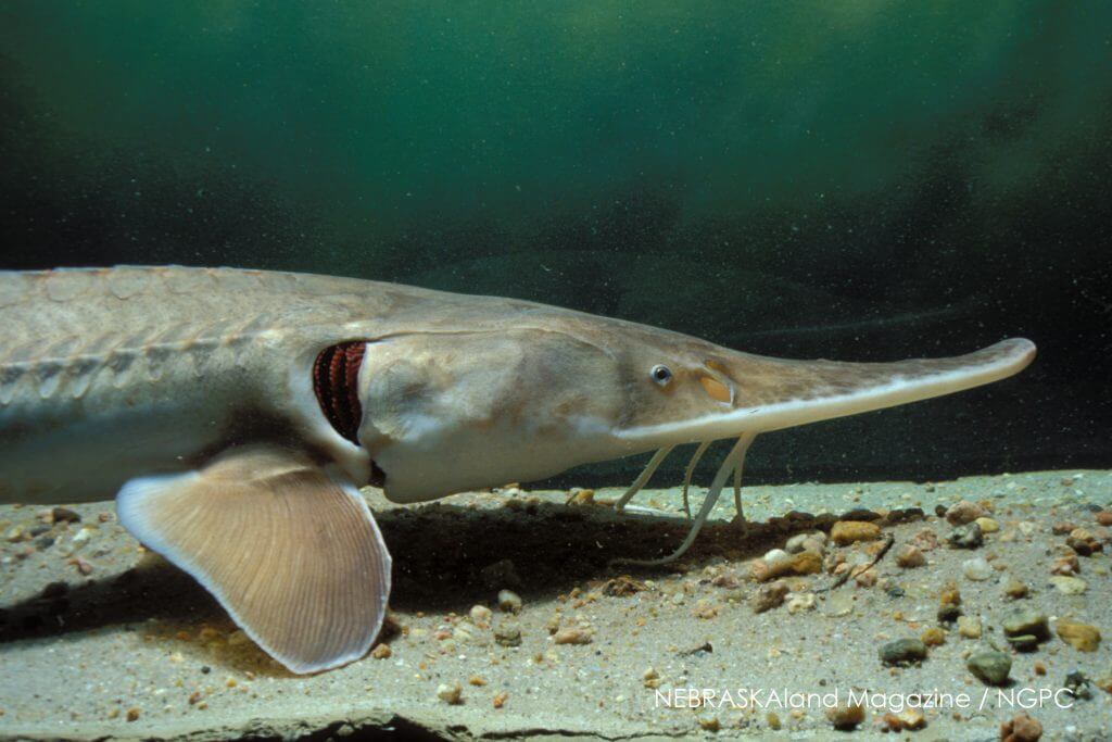 sturgeon in an aquarium