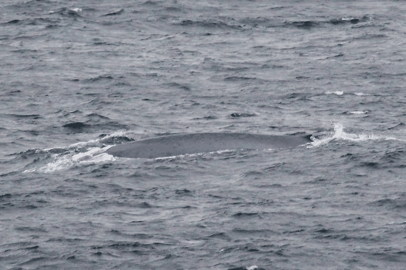 2020 lake superior whale