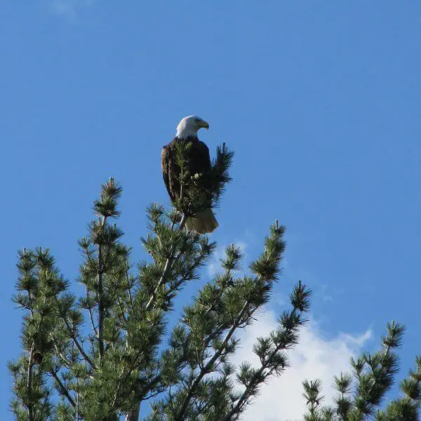 Bald Eagle Chicks Hatch