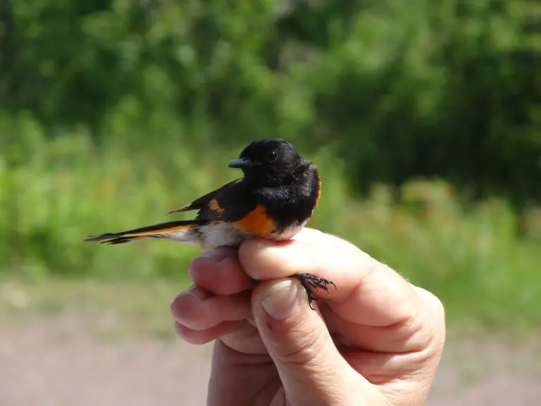 Bird banding demonstrations