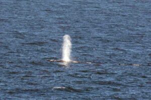 big spout