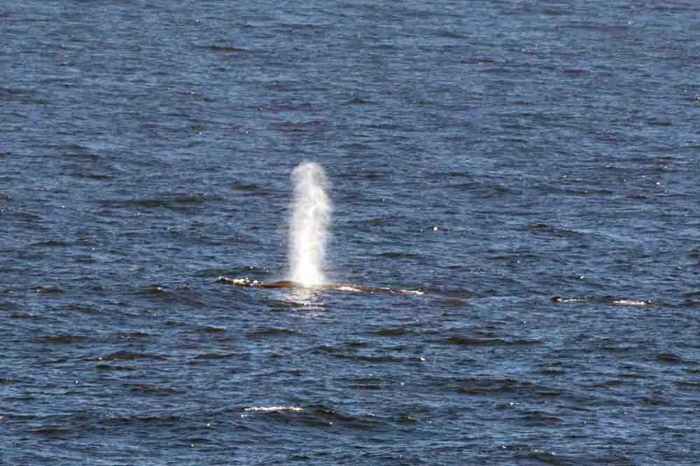 big spout