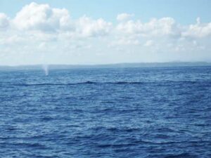 spouting whale