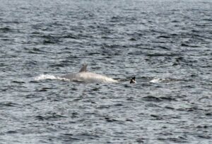 whale swimming by
