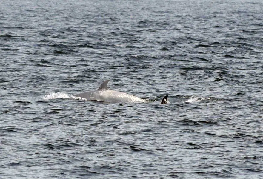 whale swimming by