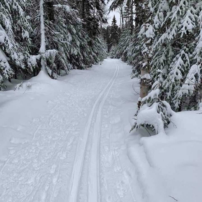 gwpinesxcski2020 cross country ski trail at george washington pines