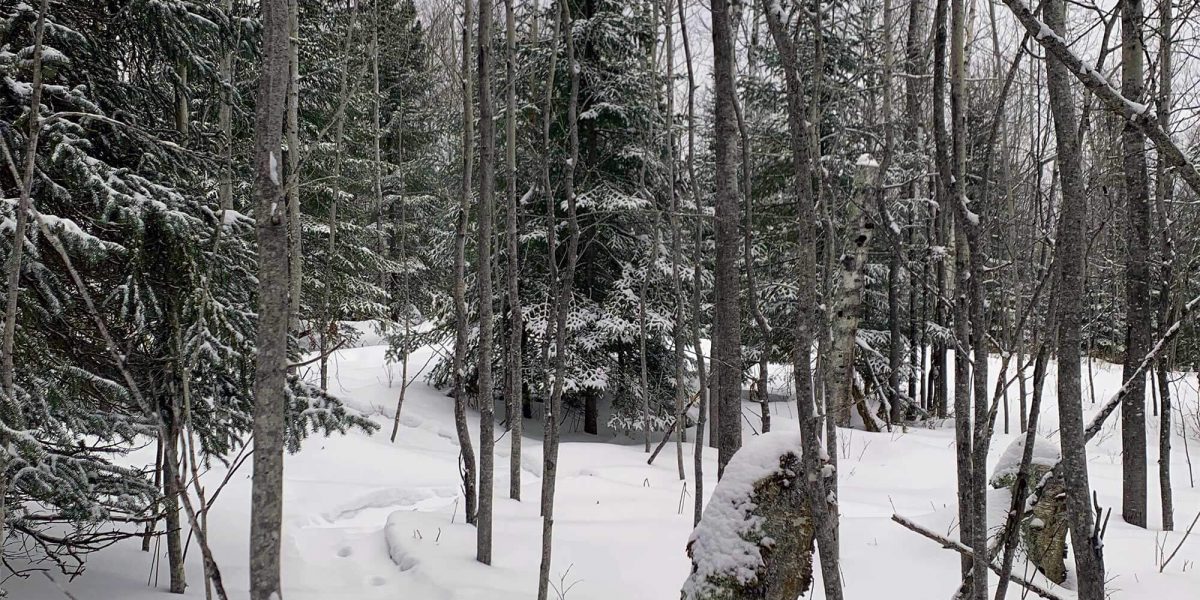 slider-wtr-snowshoe winter activities north shore mn